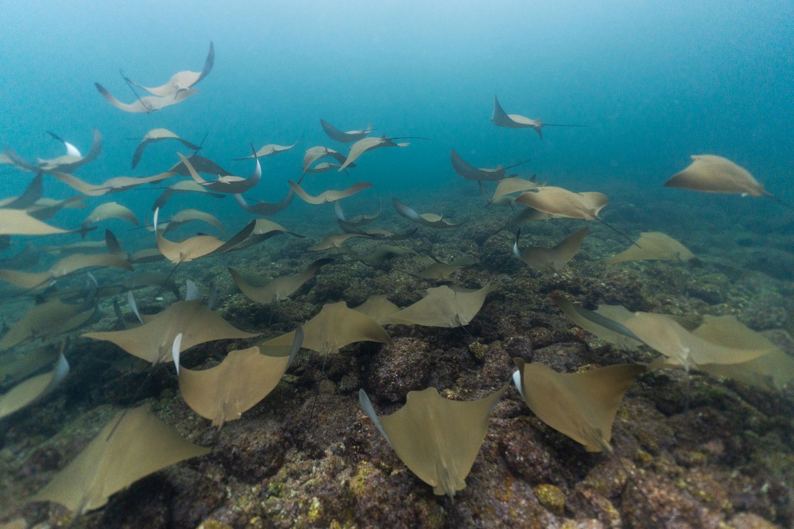 Banco de mantarrayas nadando sobre las rocas