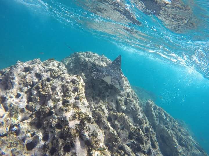 Mantarraya nadando entre las rocas de Los Arcos